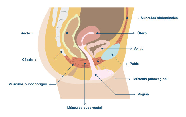 ¿Cómo sabes si tu suelo pélvico es disfuncional?